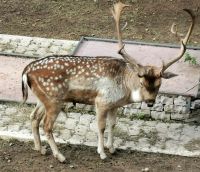 Hirsche laufen auf der Anlage herum
