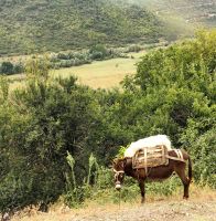 Ein Muli am Wegesrand