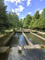 Hier schwimmen Forellen im Wasser