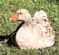 Gans auf einem Bauernhof