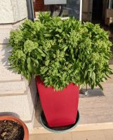 Riesenbasilikum vor unserem Hotel in Permet