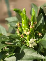 Chilli gedeiht in der albanischen Sonne prächtig