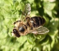 Die Bienchen mögen die kleinen Blüten des Riesenbasilikums in Permet