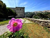 Malvenblüte, Burg Gjirokastra