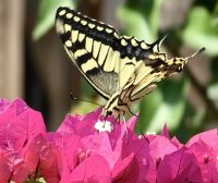 Japanischer Schwalbenscwanz auf Bougainvilea