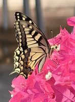 Japanischer Schwalbenschwanz in der Lekursi Festung