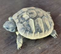 Wir bekommen Besuch von einer kleinen Landschildkröte