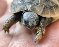 Baby-Landschildkröte