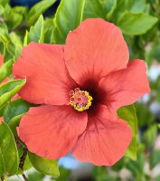 Schöne Hibiskusblüte vor dem Hotel in Saranda