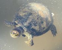 In Butrint schwimmen die Schildkröten auf uns zu und betteln um Futter