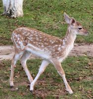 Kleines Reh im Llogora Nationalpark
