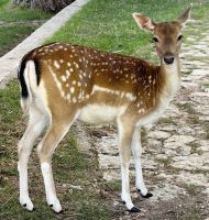 Reh im Llogora Nationalpark