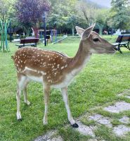 Reh im Llogora Nationalpark