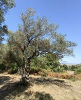 Alter Olivenbaum in Apollonia