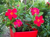 Berat: Rundgang: Burg