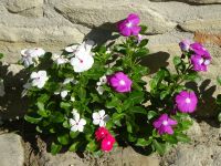 Kloster und Kirche Ardenica