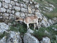 ...auf der Rozafa Festung (7)