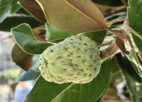 Frucht der Magnolie