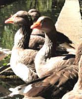 Gänse im Vjosatal