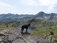 147. Grau Roig- els pessons