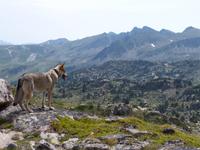 149. Grau Roig- els pessons