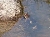 160. Grau Roig- els pessons