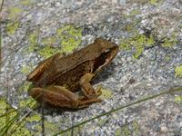 166. Grau Roig- els pessons