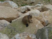 172. Grau Roig- Murmeltier