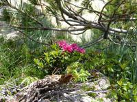 Alpenrose