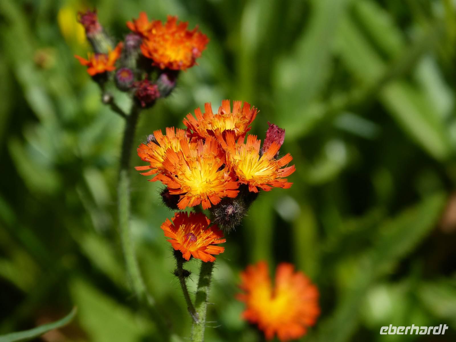 Habichtskraut (rötliches)