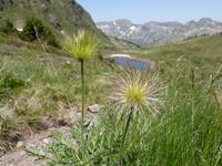 Pulsatilla (Alpenkuhschelle)
