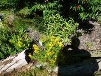 104 mit Schattenspiel