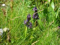 119 Knabenkraut in Mengen