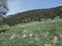 Wanderung im Vall d'Incles - traditionelle Fleischkuhherde