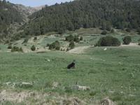 Wanderung im Vall d'Incles - Rica die Wölfin