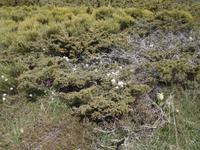 Wanderung im Vall d'Incles - weiße Narzisse