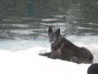 Wanderung im Vall d'Incles - Rika im Schnee