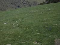 Vall de Nuria - typisch bunte Bergwiese