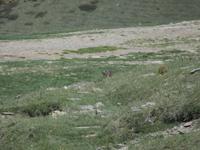 Vall de Nuria - Ist er noch da?