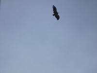 Vall de Nuria - gesichtet: Bartgeier