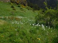 Wandern Vall del Riu - typisch andorranische Bergwiese