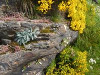 Vall del Riu - Vegetation entlang der Felsen