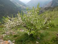 Wanderung Vall del Riu - Abstieg nach Canillo
