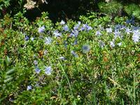 121 Blumen  