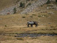 Schöne Pferde in den Bergen