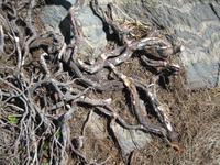 IMG_8784 keine Schlangen sondern Wurzeln