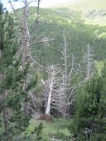 IMG_8787  Geisterwald