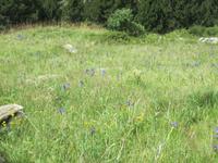 IMG_8790    Iriswiese