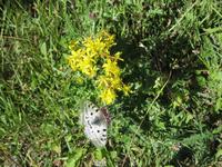 IMG_8895 Fauna und Flora