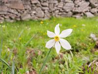 Narzisse mt sechs Blättern